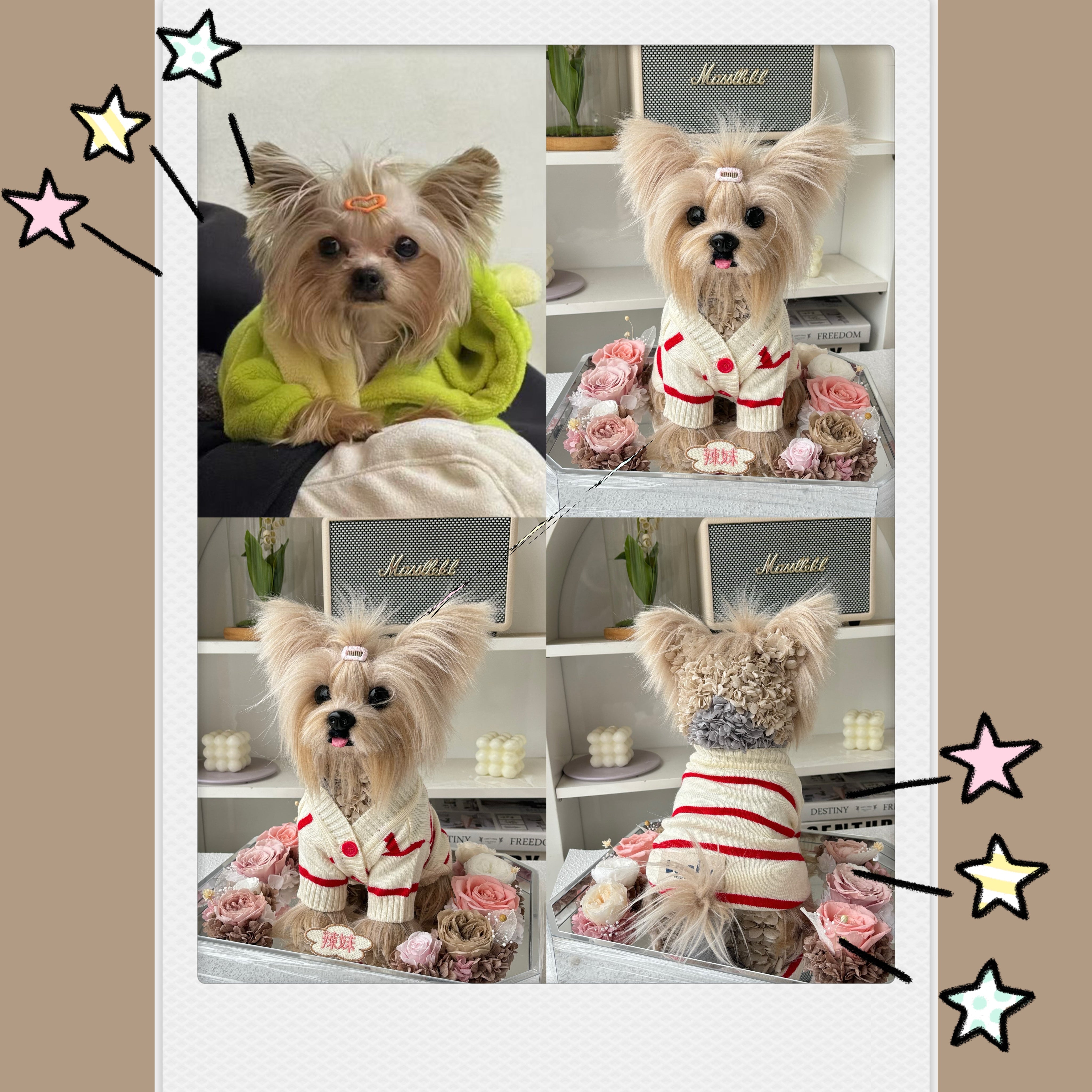 Yorkshire Terrier - Milo