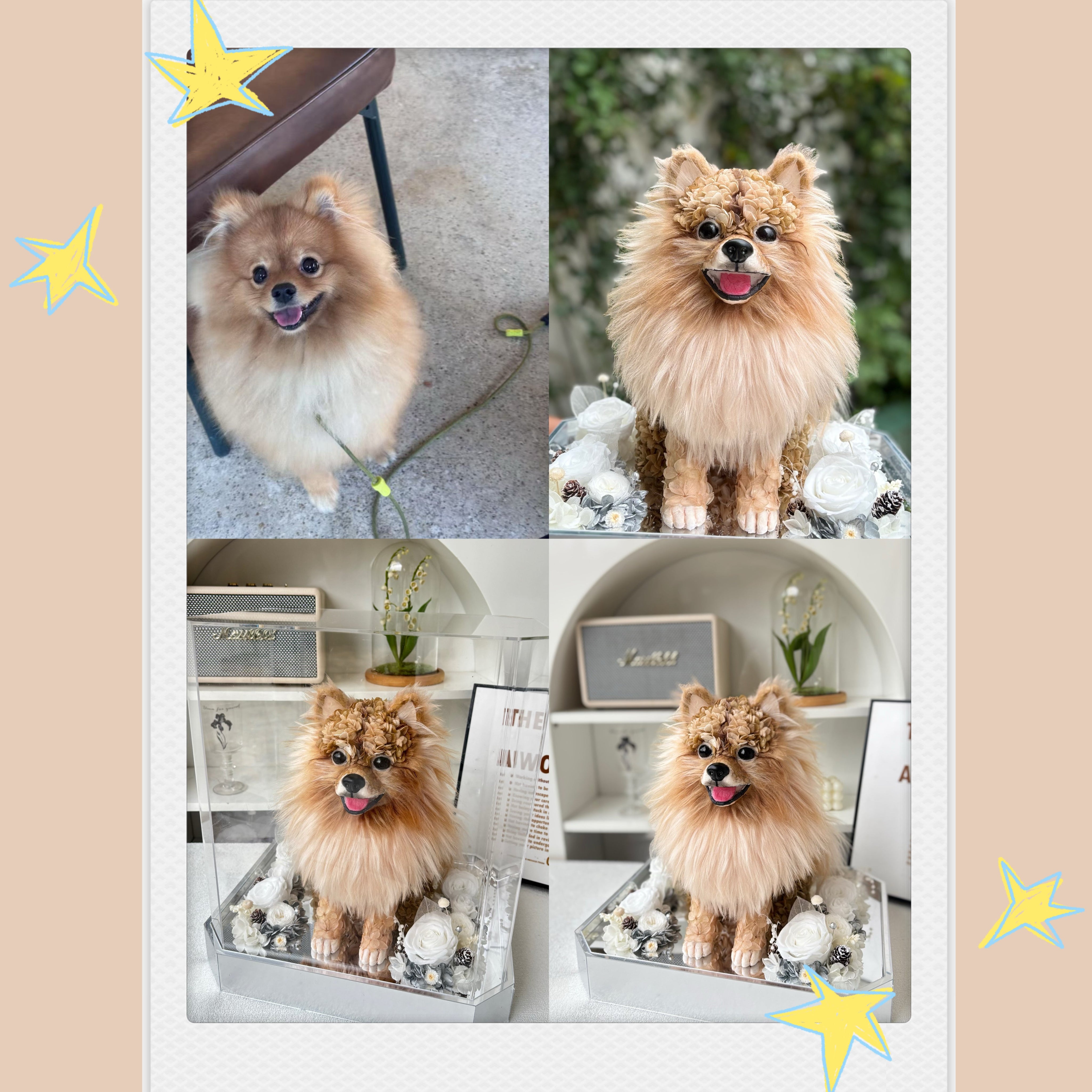 Pomeranian - Daisy