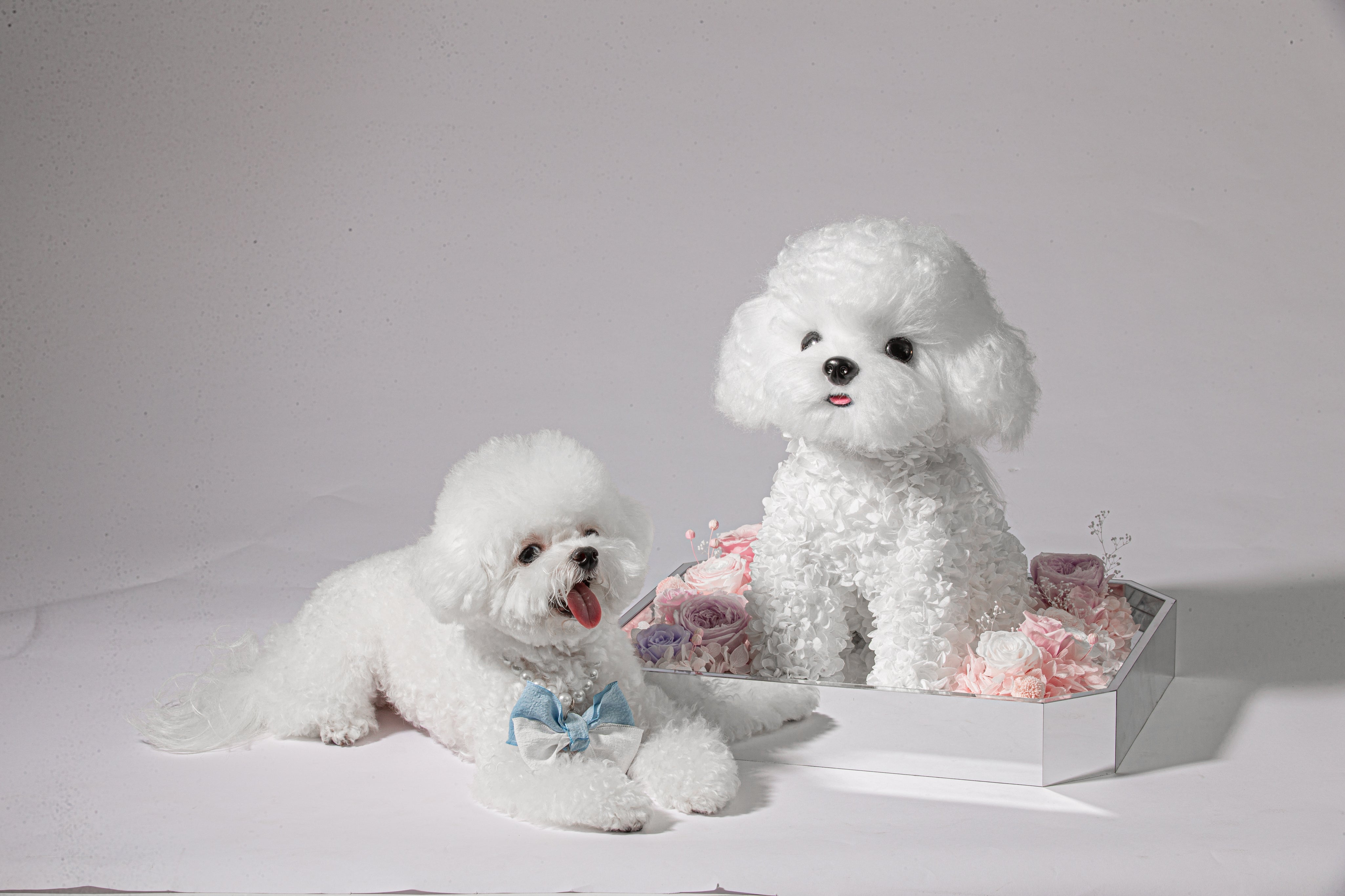 CUSTOMIZE WITH YOUR OWN PET PHOTO