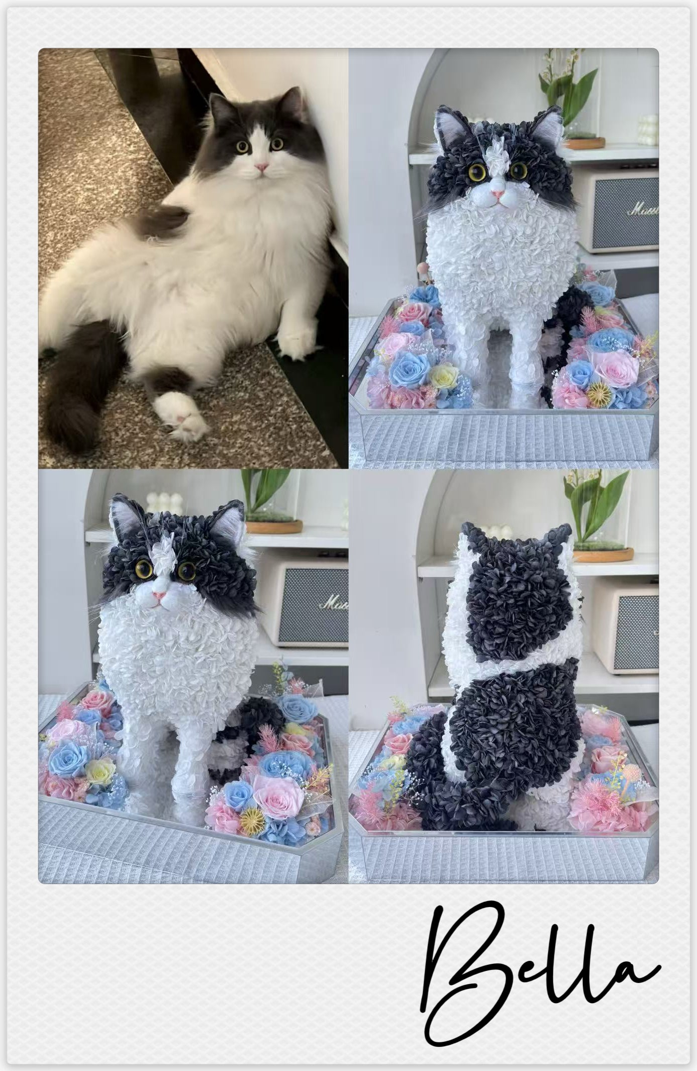 Domestic long-haired cat - Bella