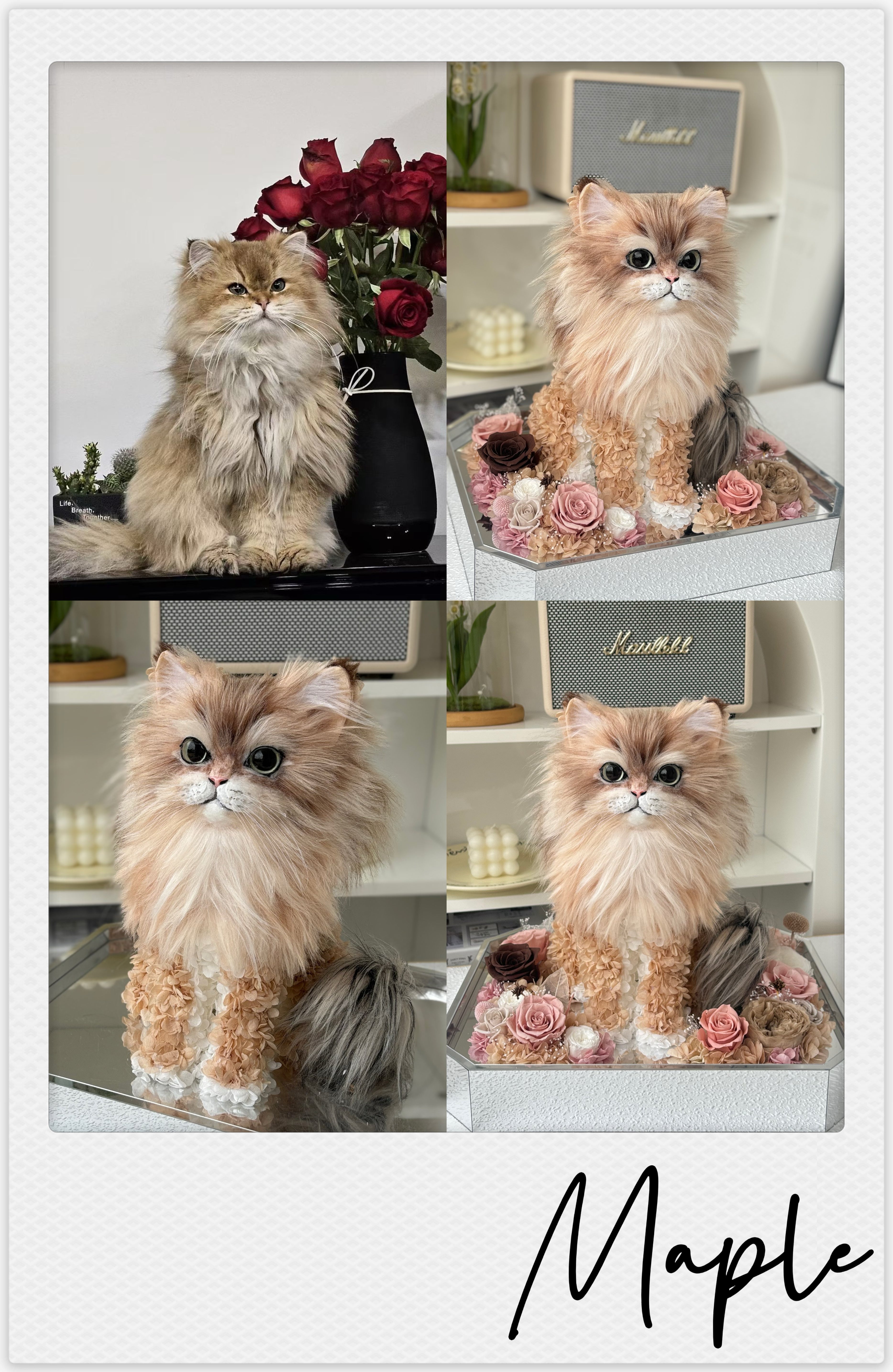 British Longhair golden shaded - Maple