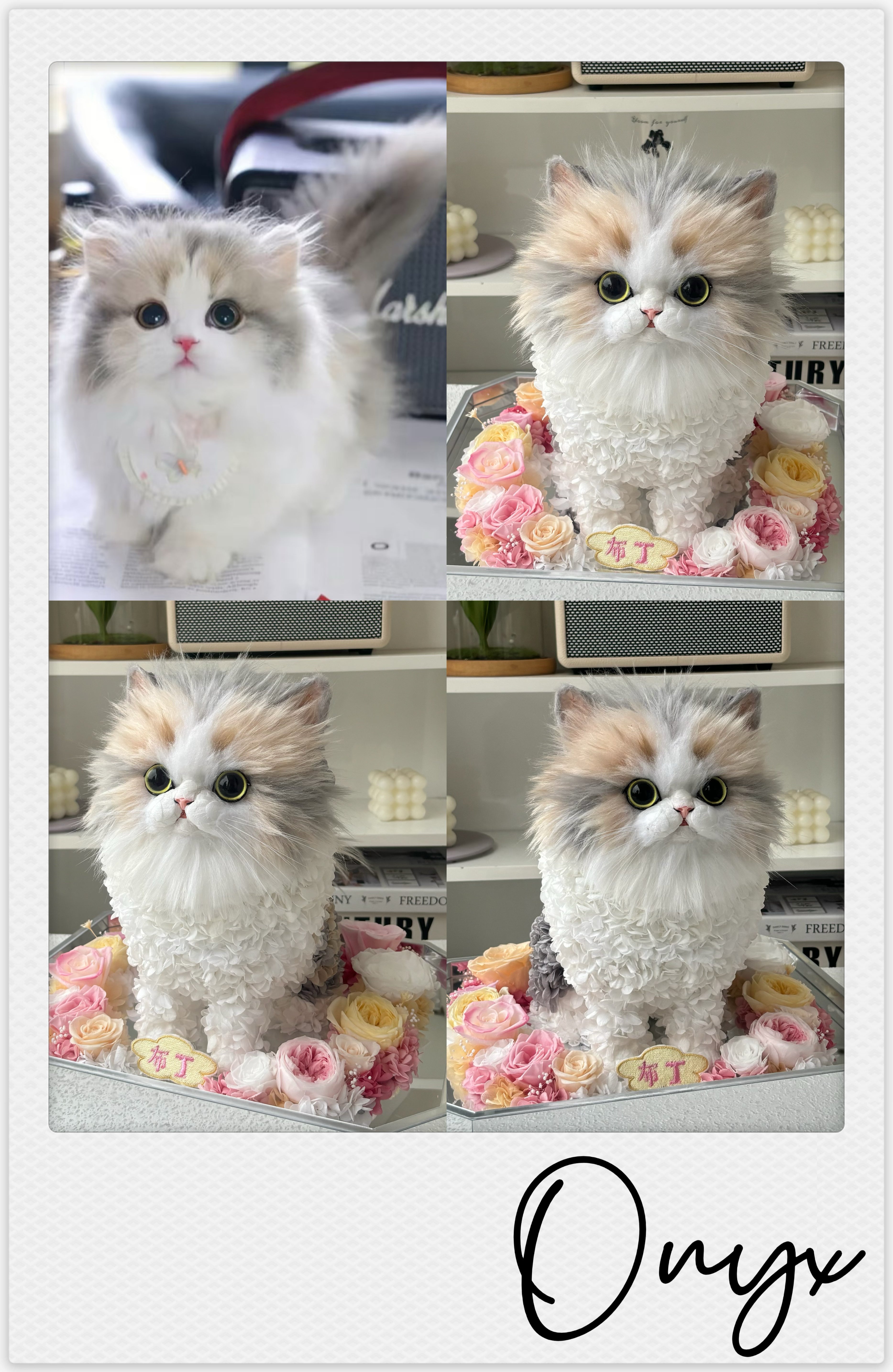 British Shorthair calico - Onyx