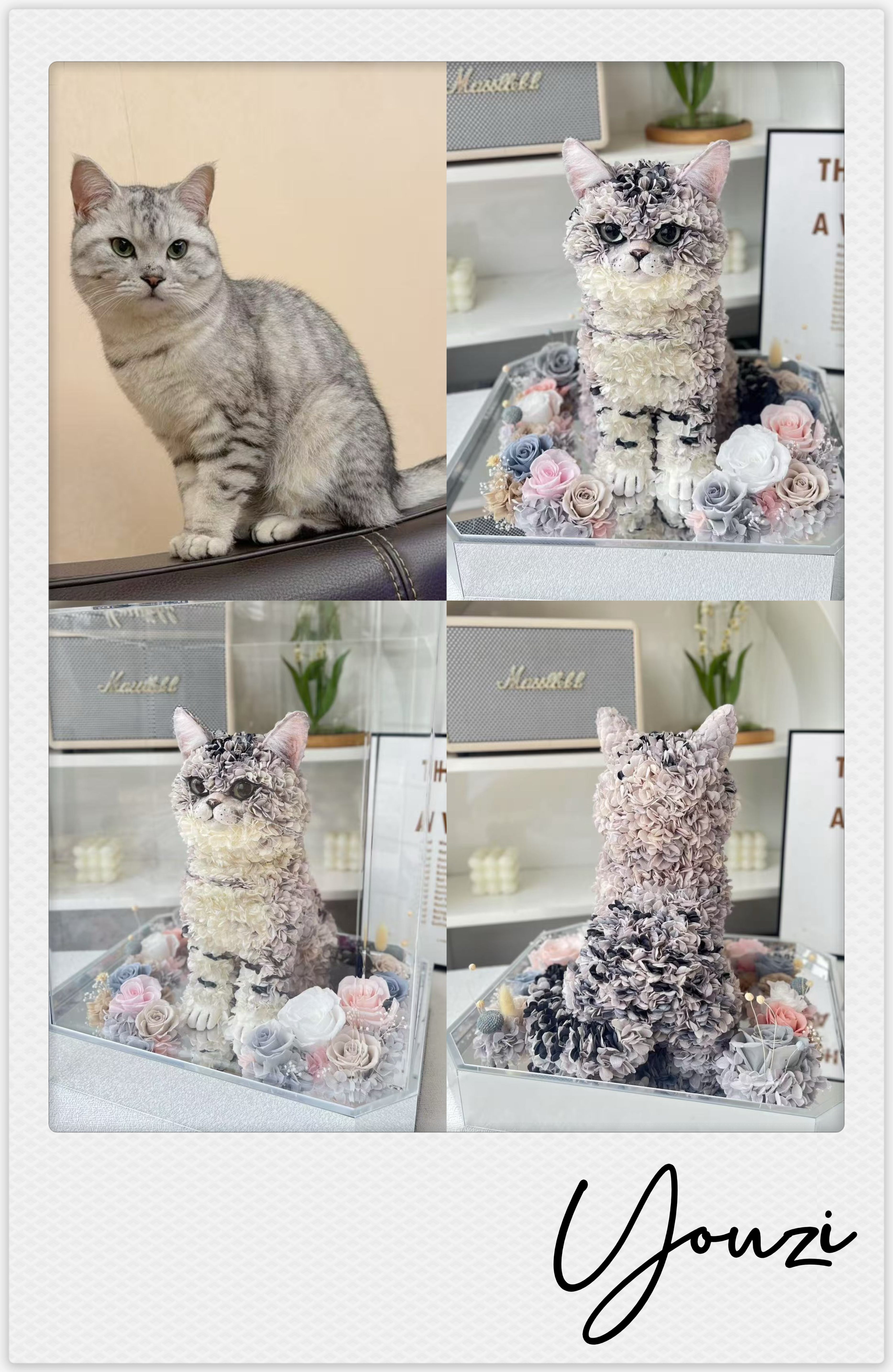 American Shorthair silver tabby - Youzi