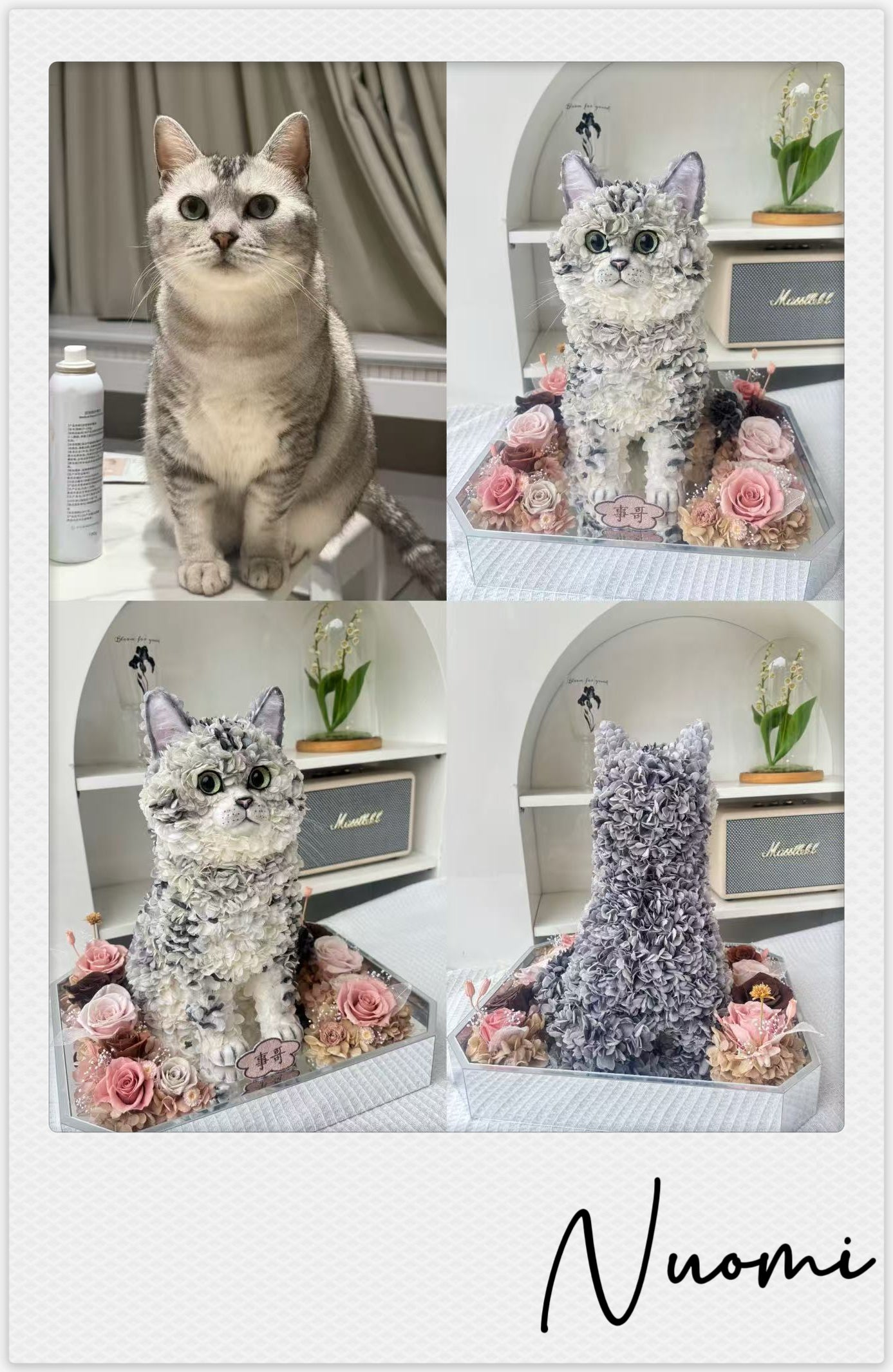 American Shorthair silver tabby - Nuomi