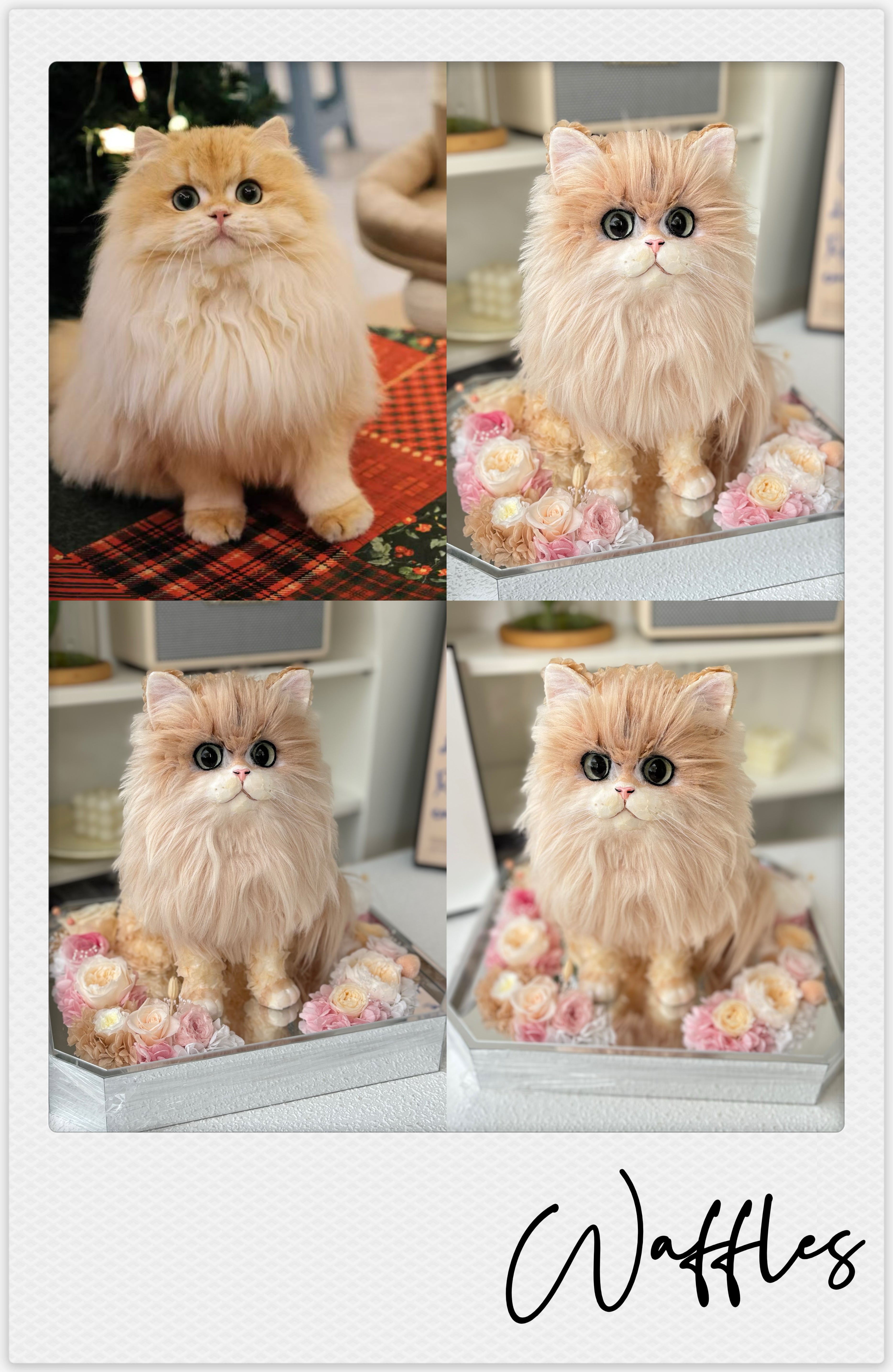 British Longhair golden shaded - Waffles