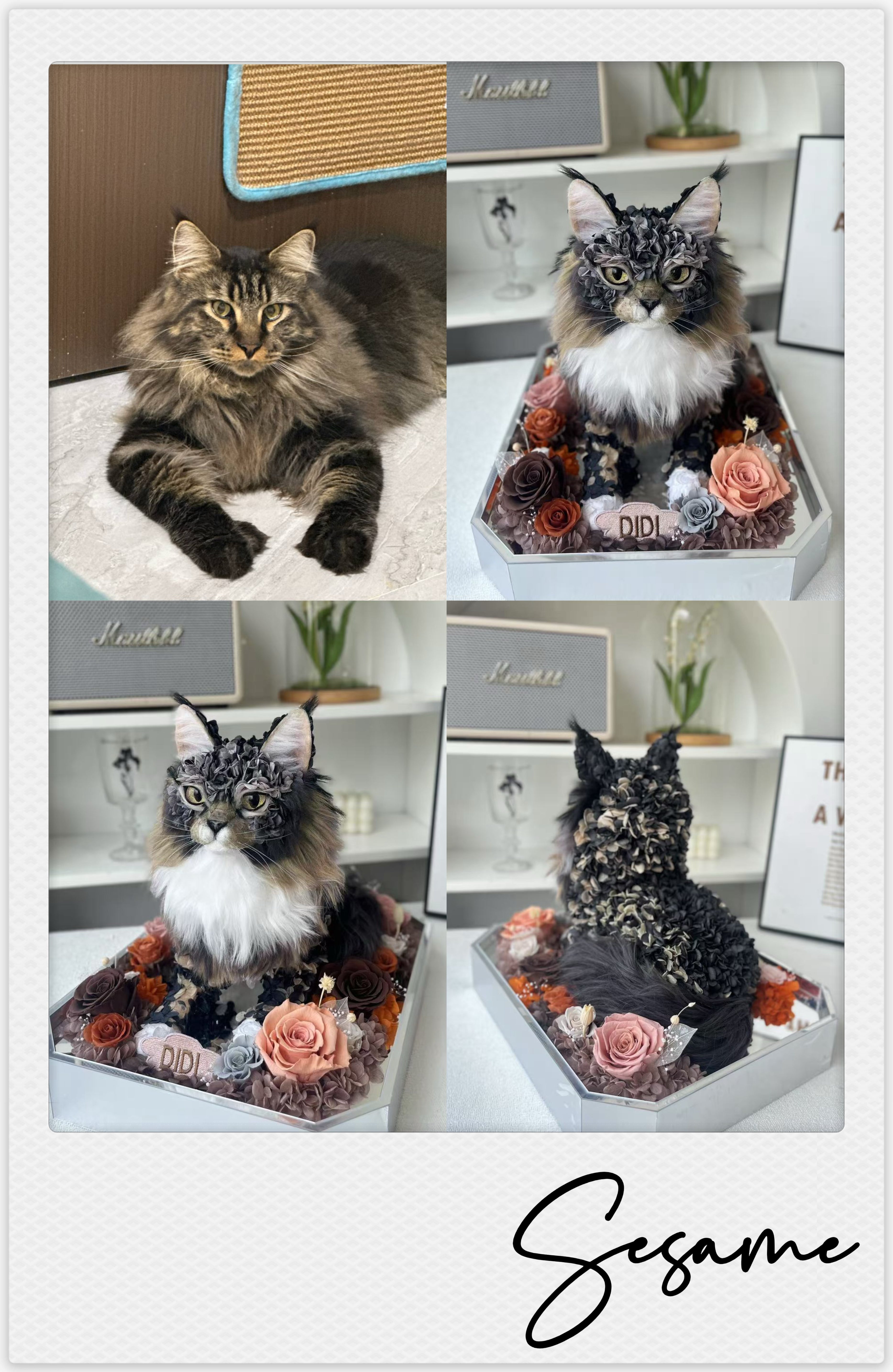 Maine Coon - Sesame