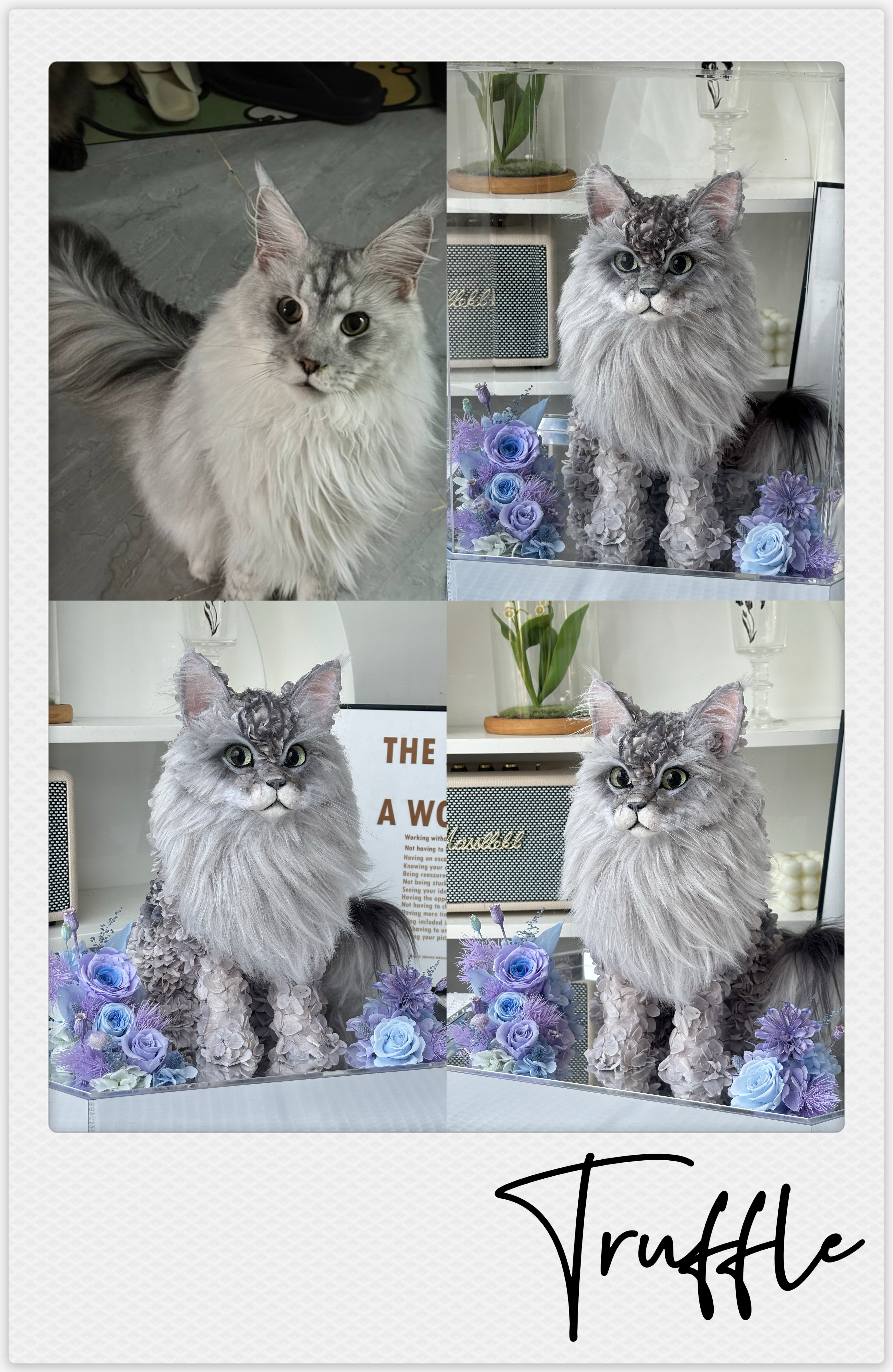 Maine Coon - Truffle