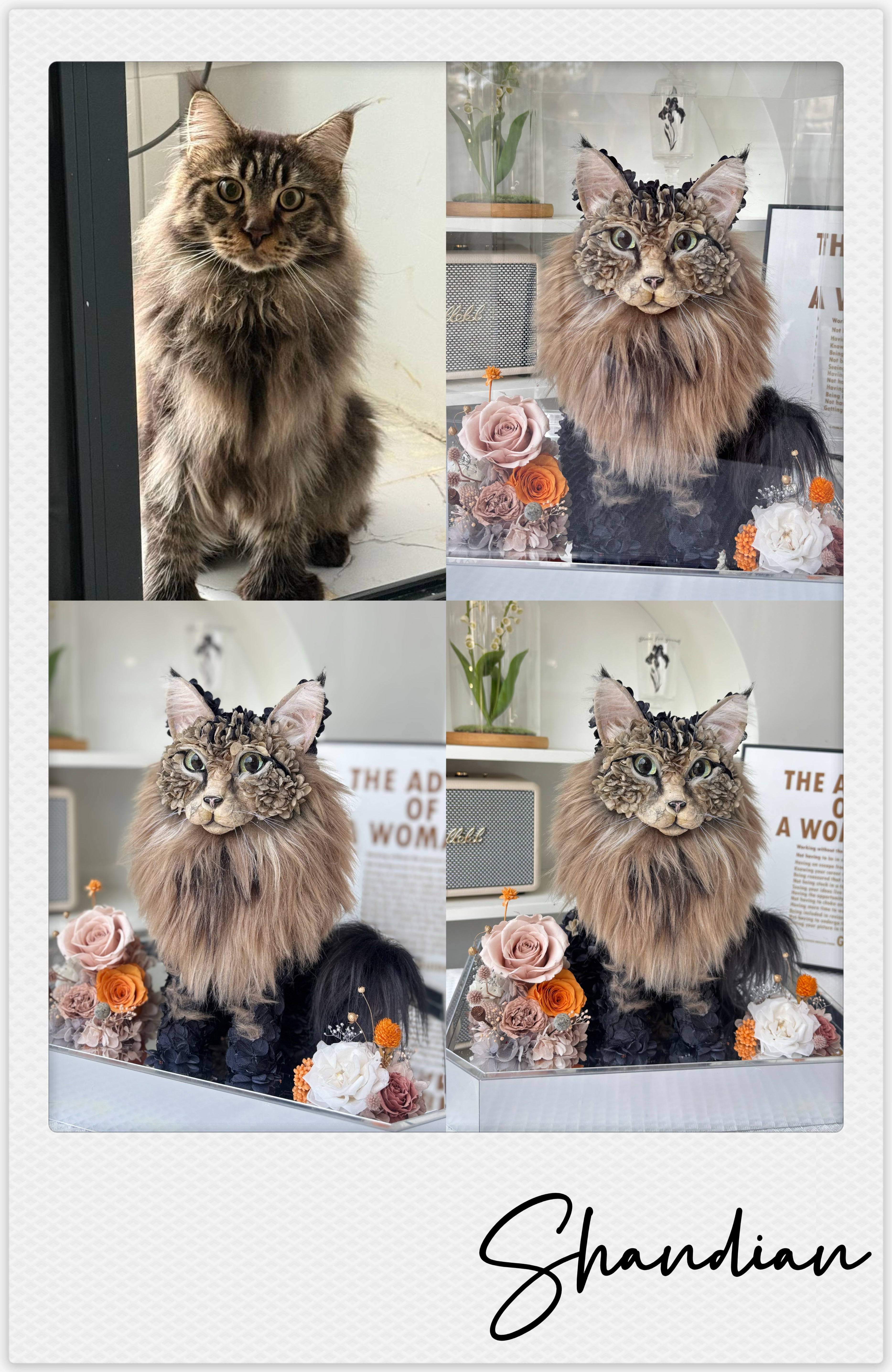 Maine Coon - Shandian