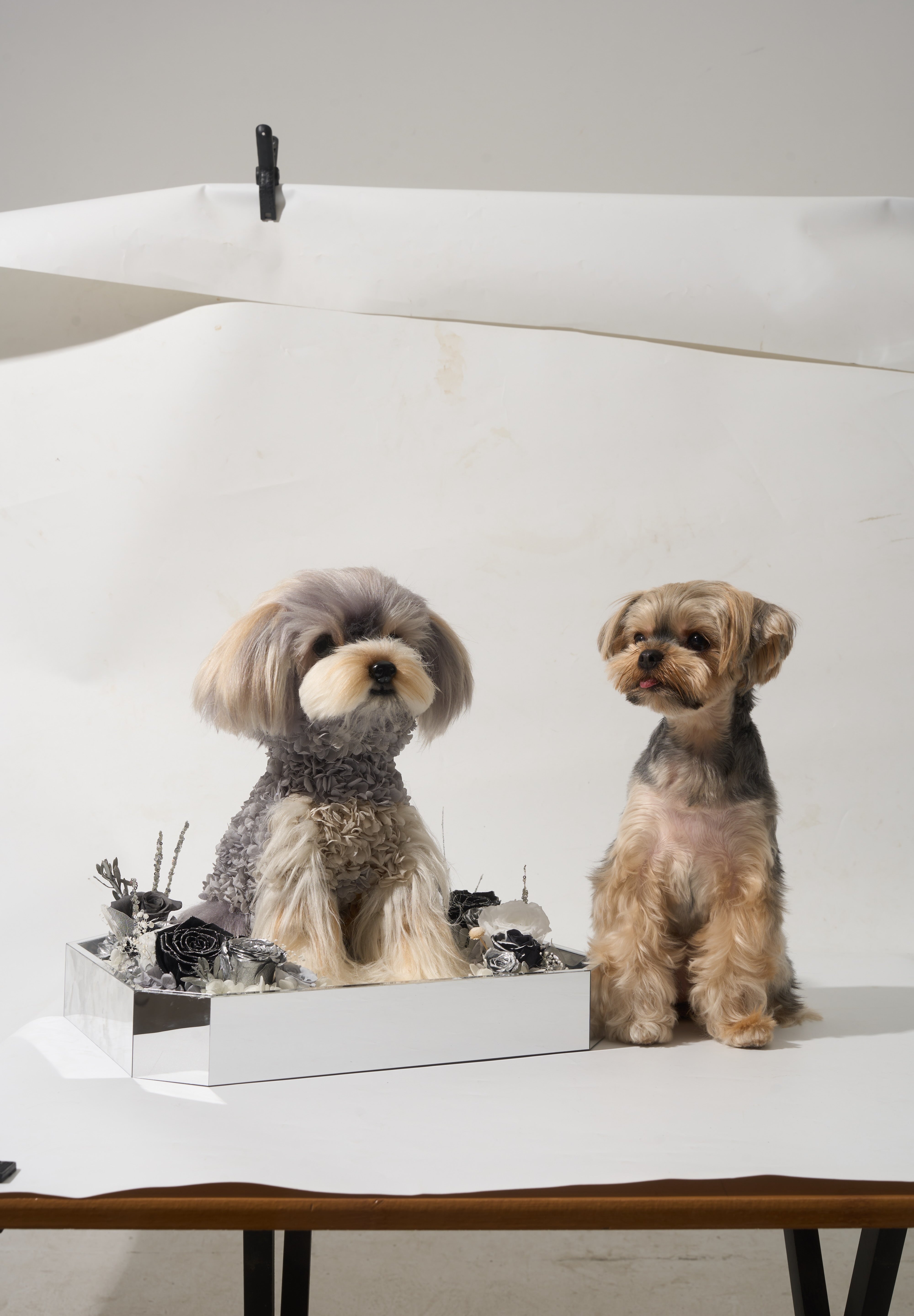 CUSTOMIZE WITH YOUR OWN PET PHOTO