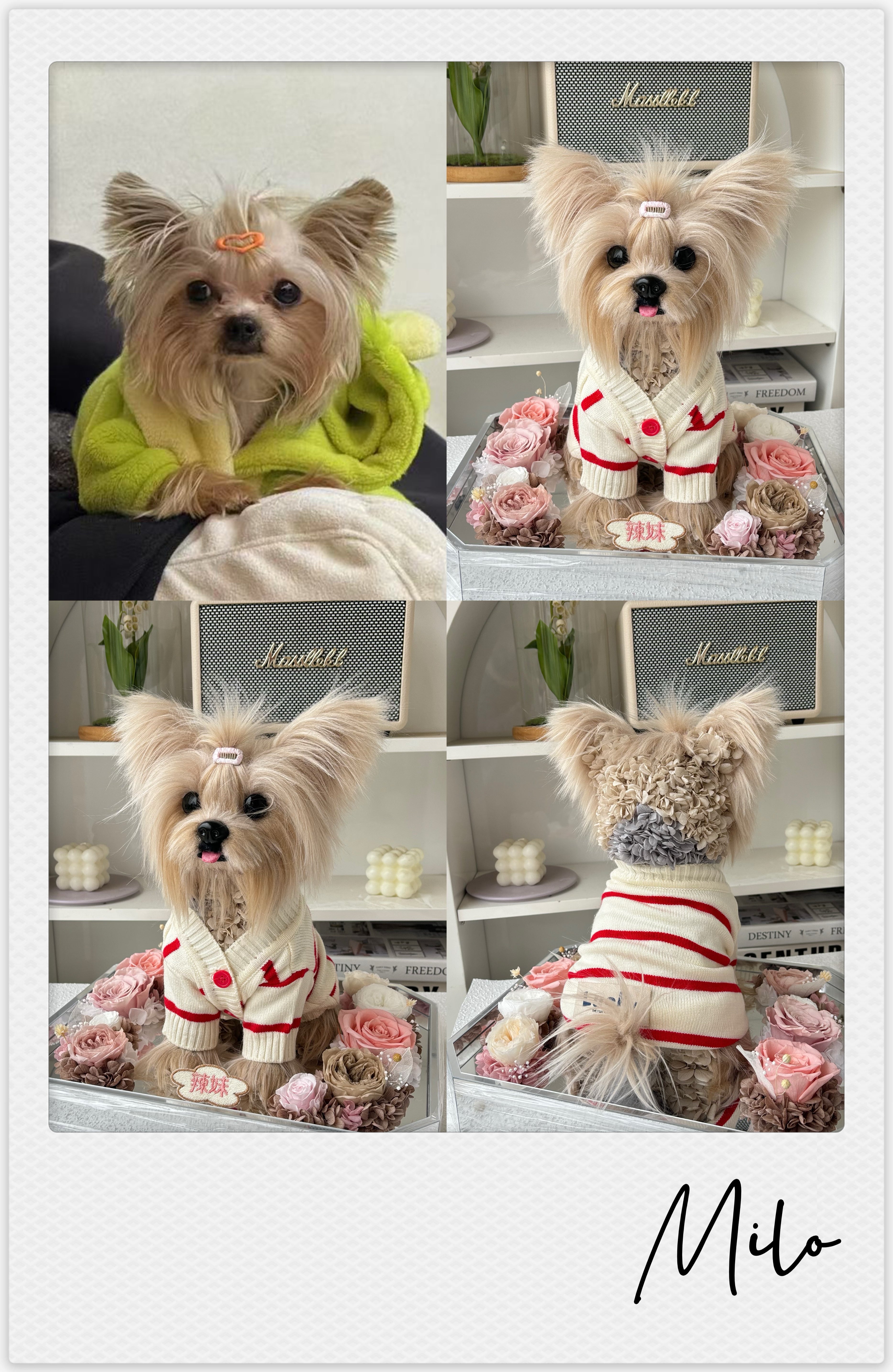 Yorkshire Terrier - Milo