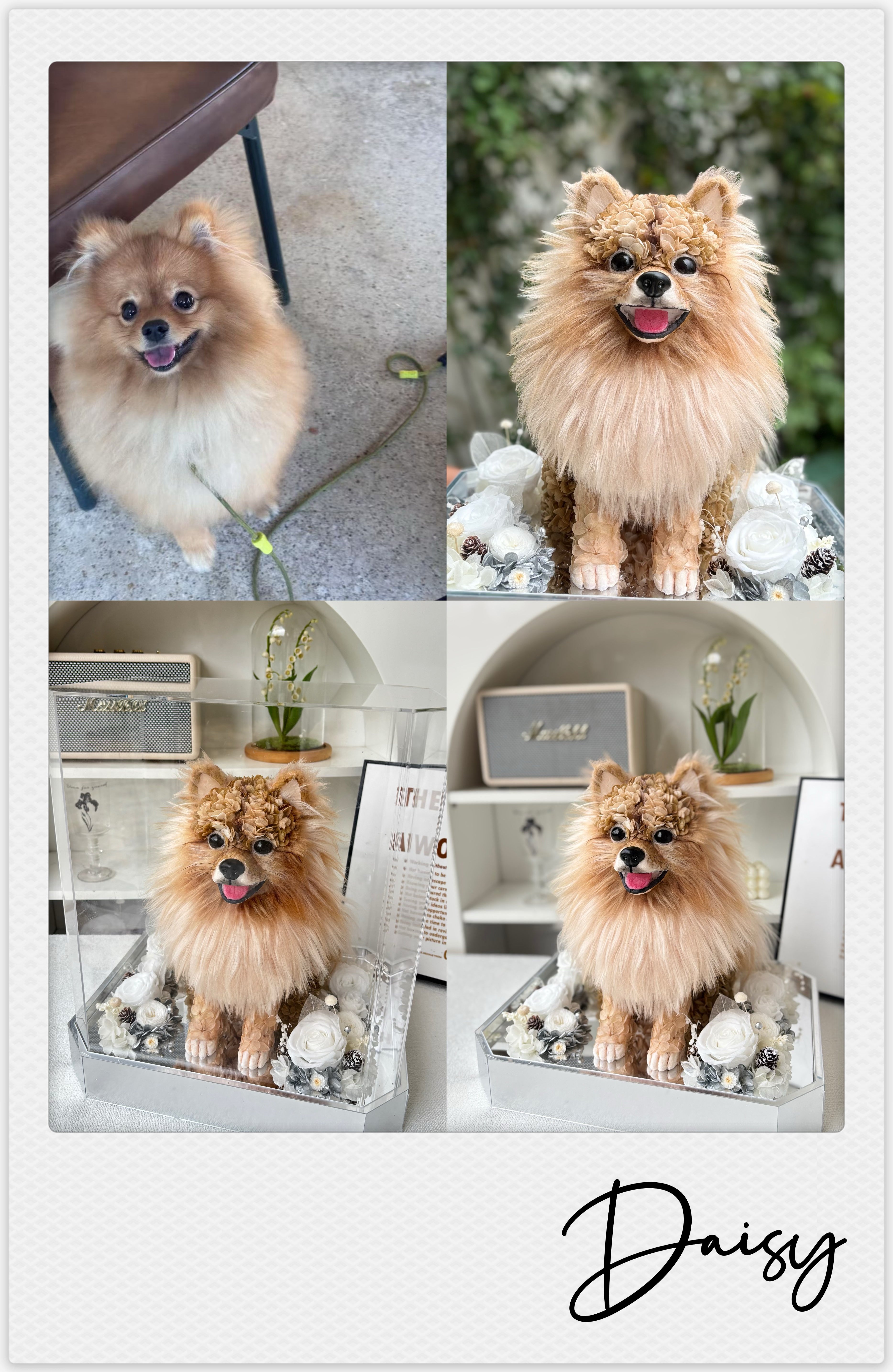 Pomeranian - Daisy