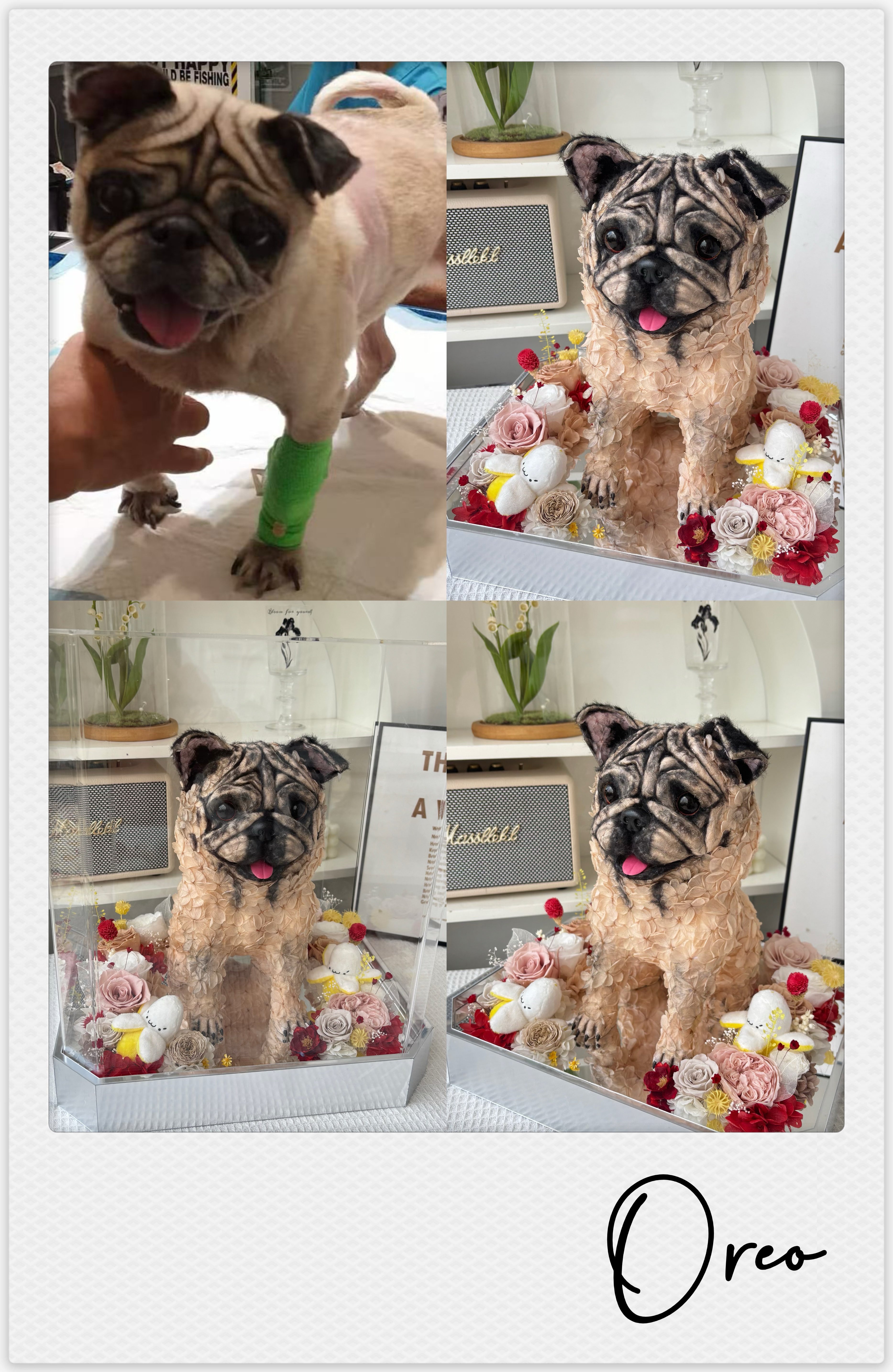 French Bulldog - Oreo