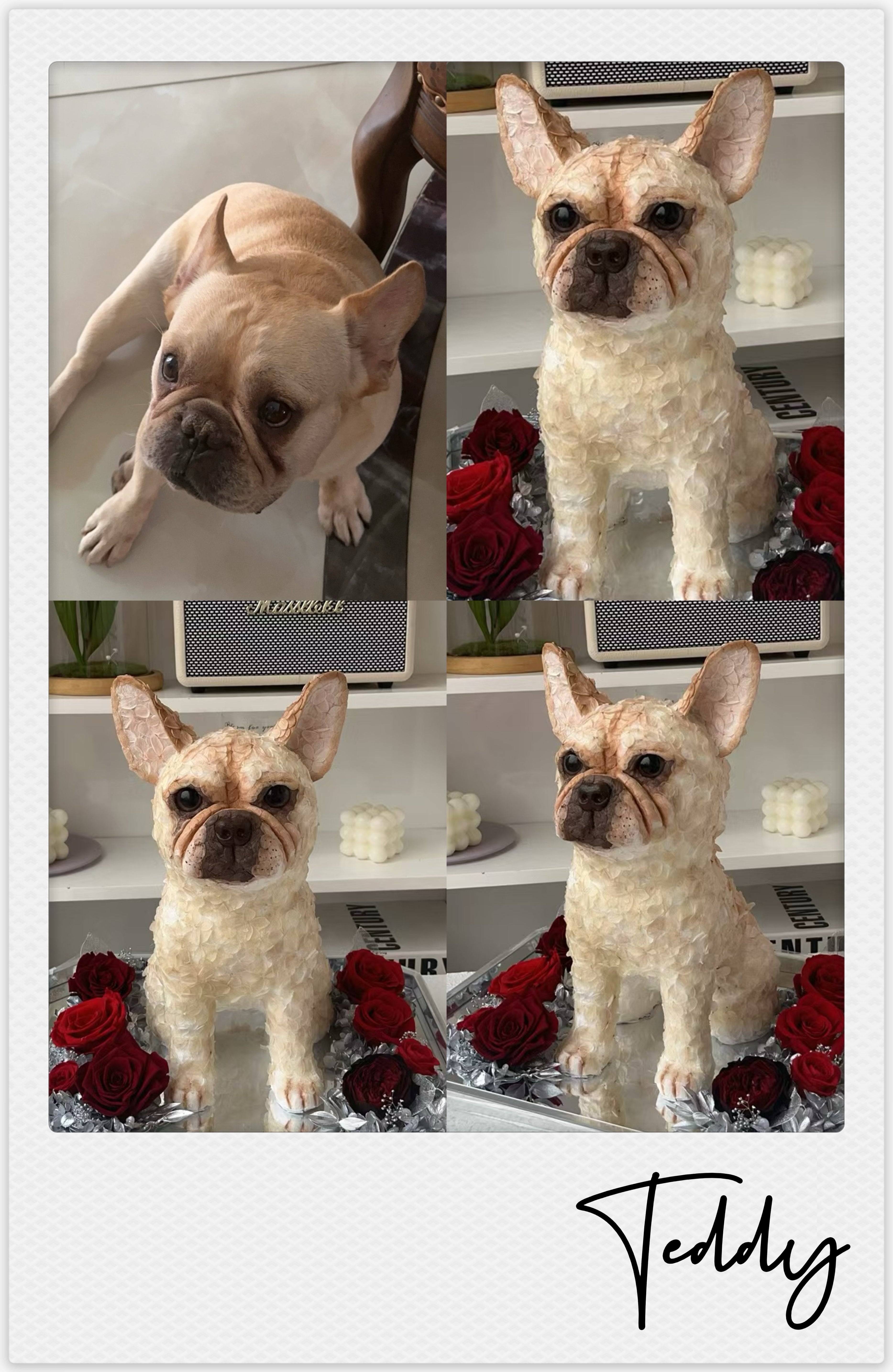 French Bulldog - Teddy