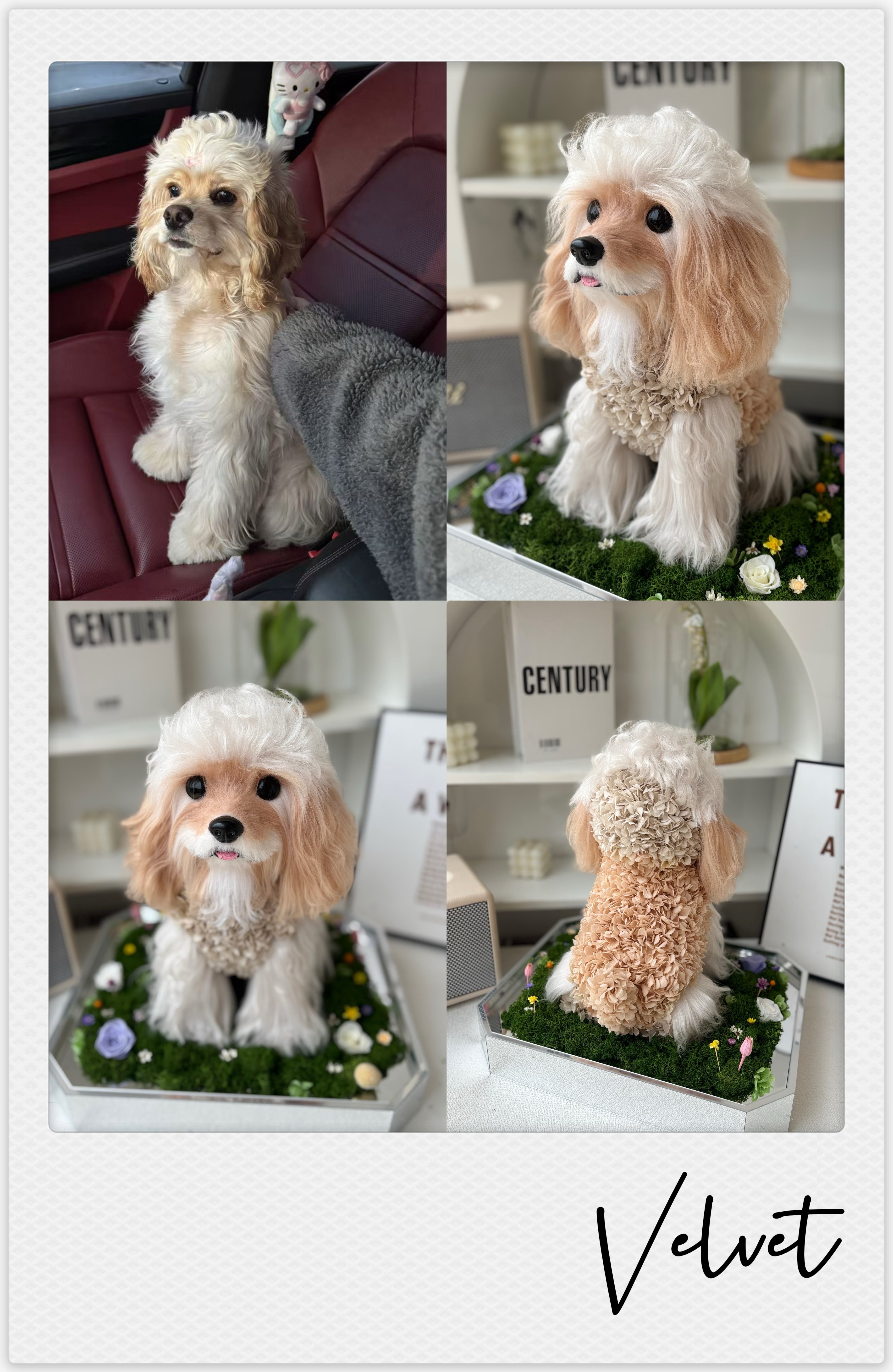 Cocker Spaniels - Velvet