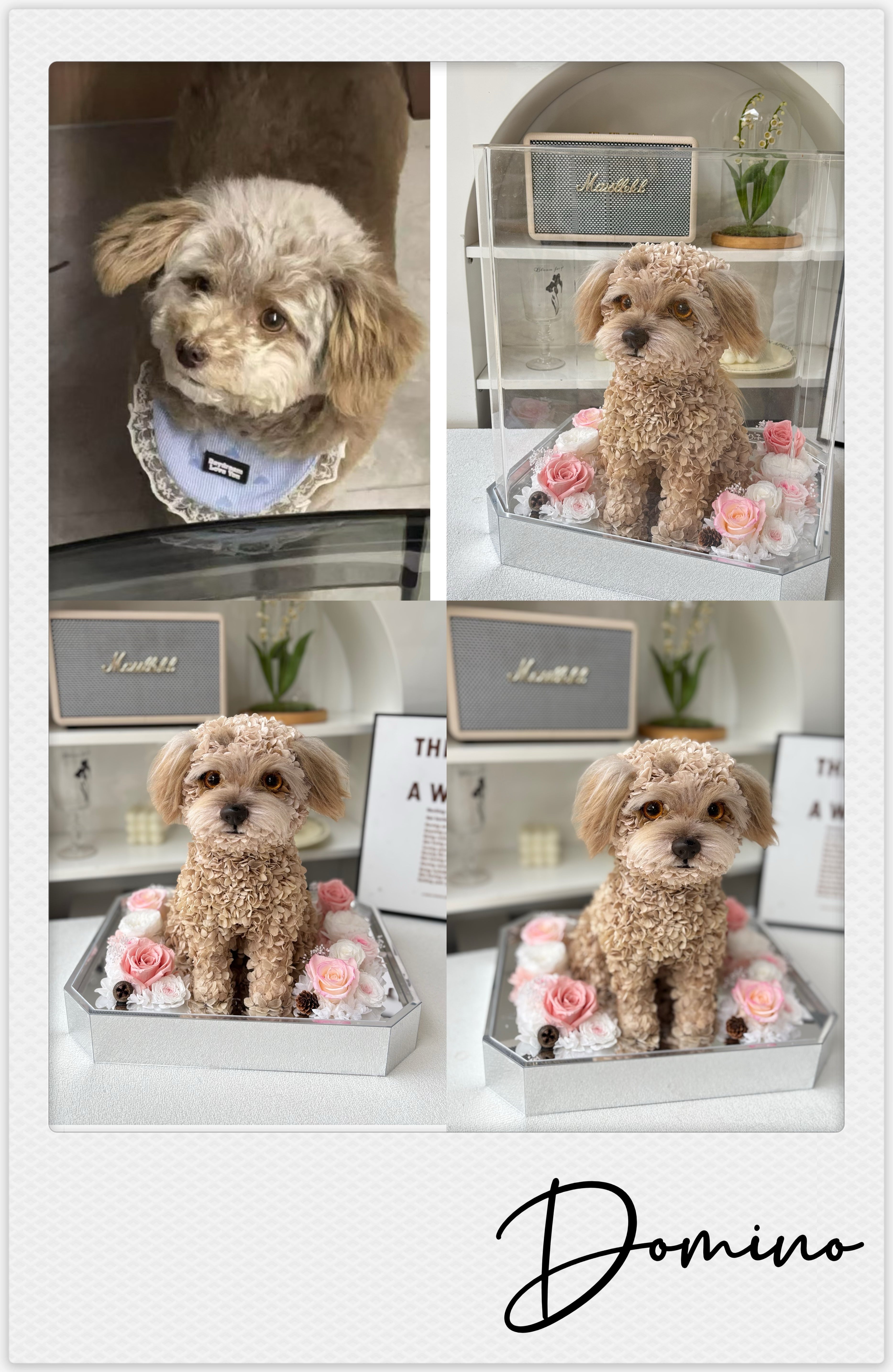 Cocker Spaniels - Domino