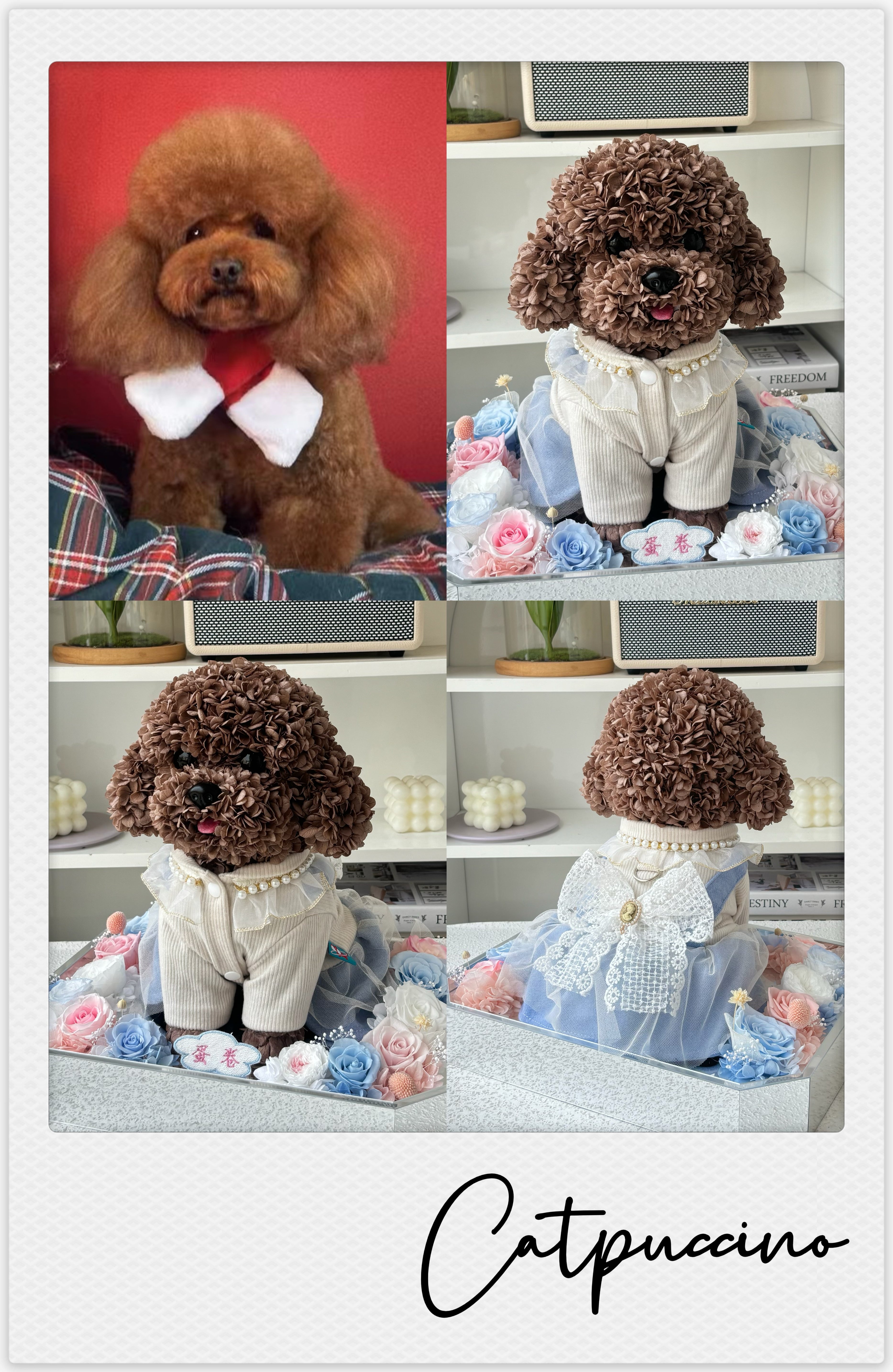 Poodle - Catpuccino