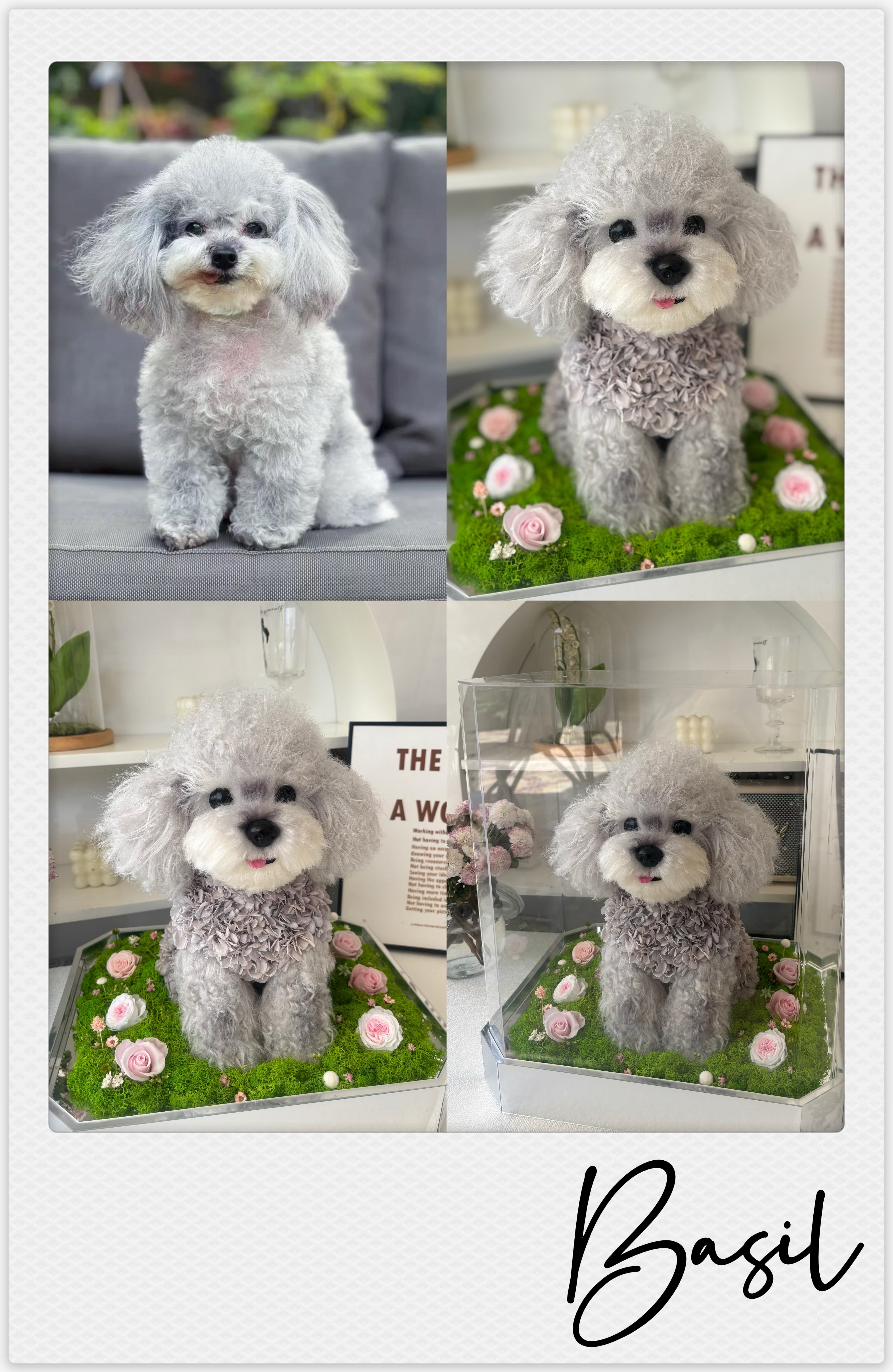 Poodle - Basil