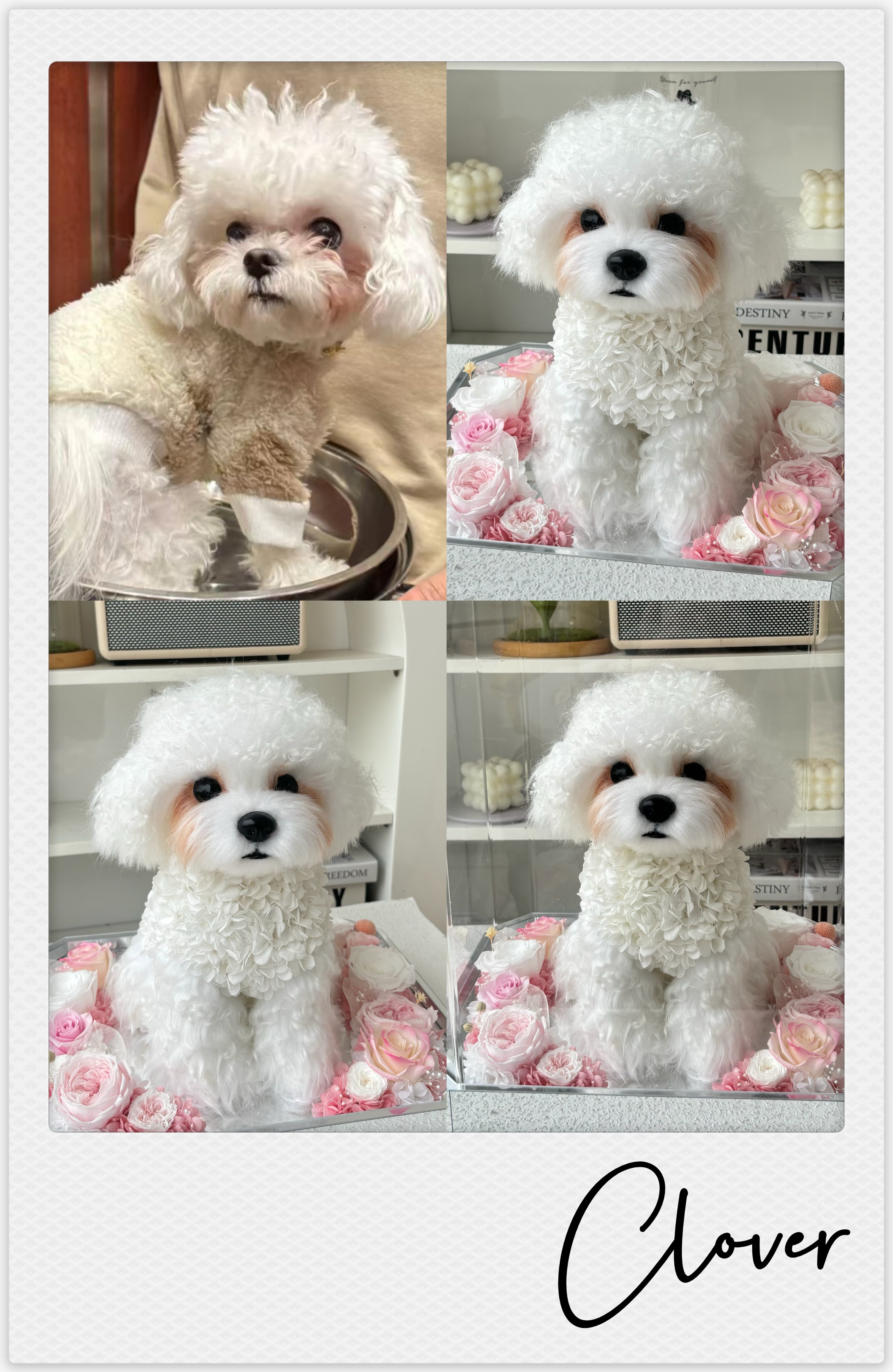 Bichon Frisé - Clover