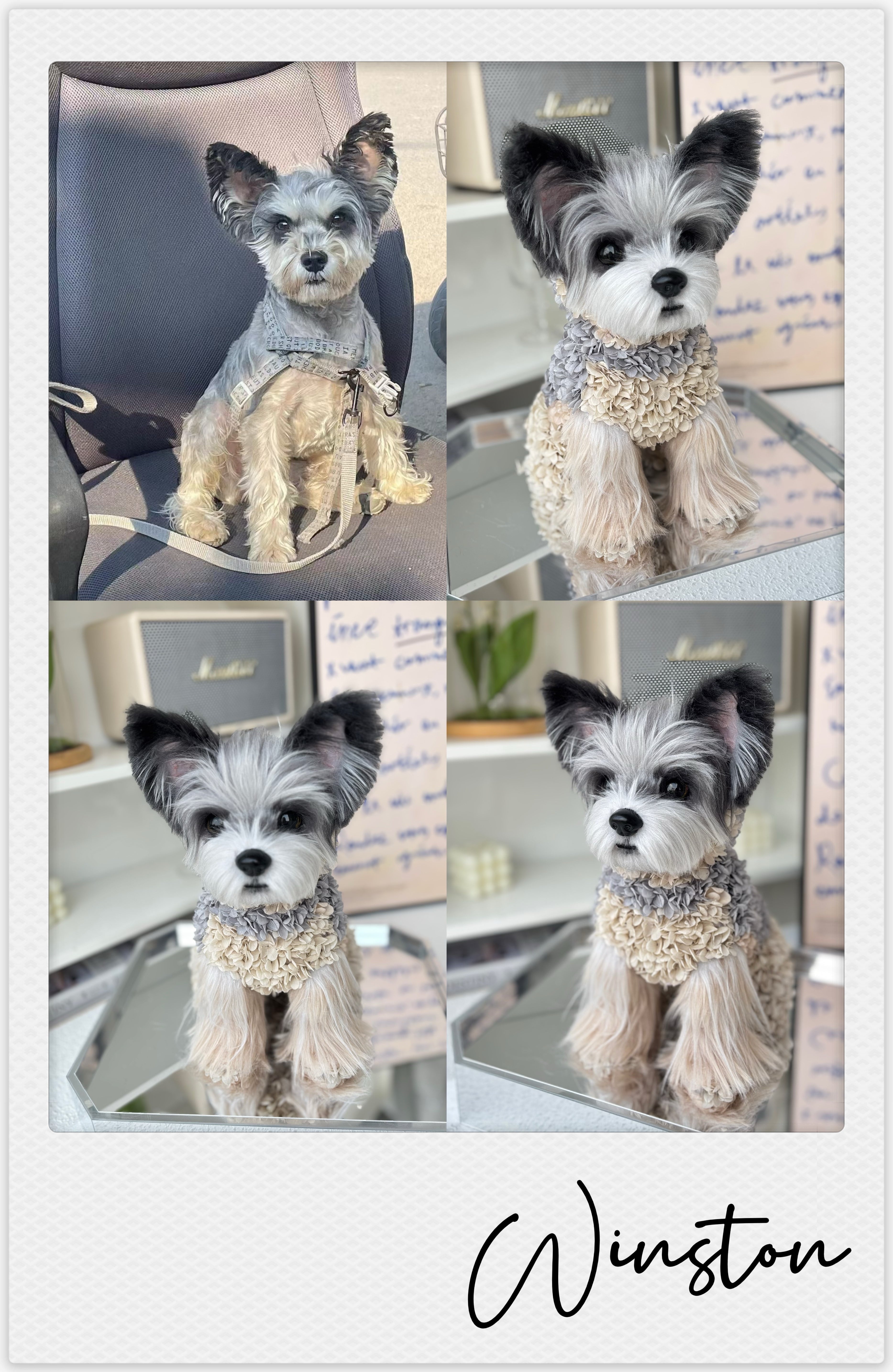 Yorkshire Terrier - Winston