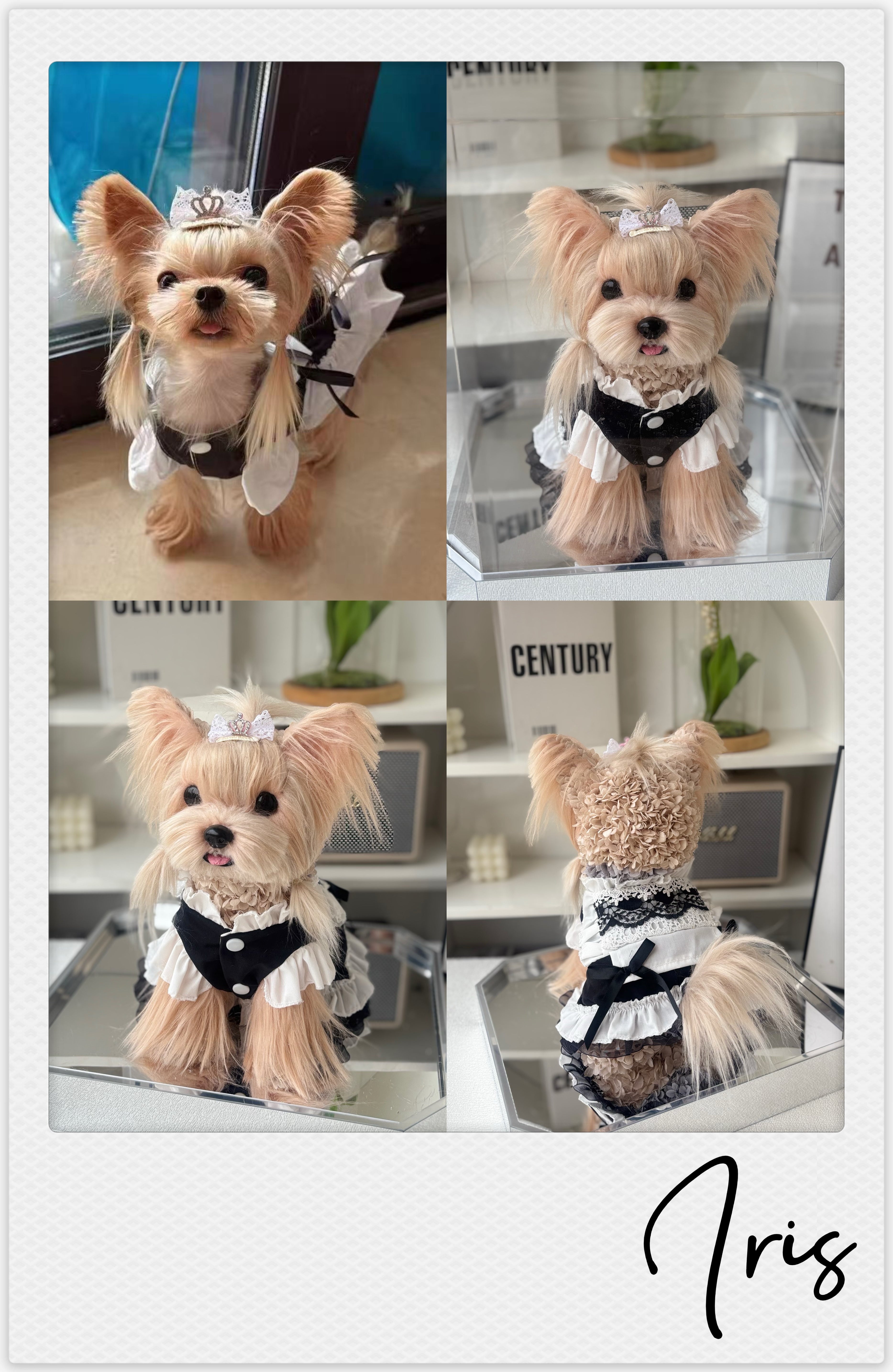 Yorkshire Terrier - Iris