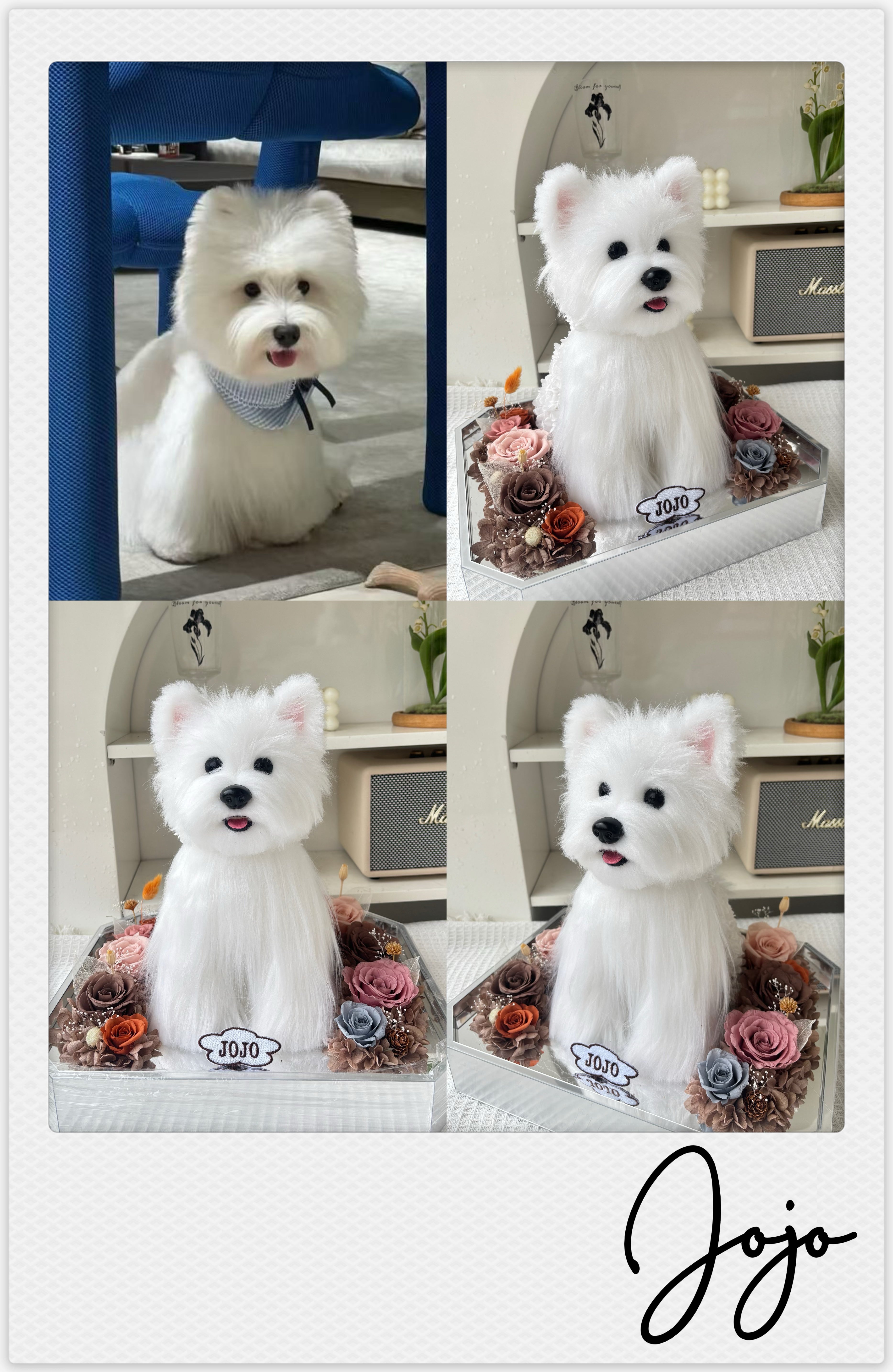 West Highland White Terrier - Jojo